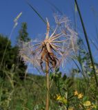 Tragopogon brevirostris. Верхушка побега с соплодием. Краснодарский край, г. Новороссийск, гора Большой Маркотх. 17.05.2014.