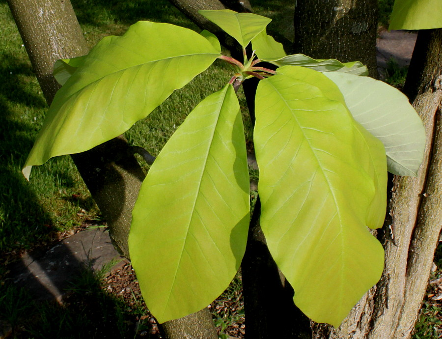 Изображение особи Magnolia hypoleuca.