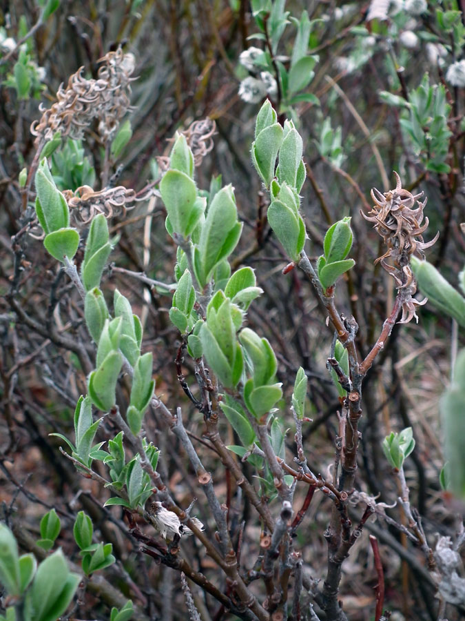 Image of Salix glauca specimen.