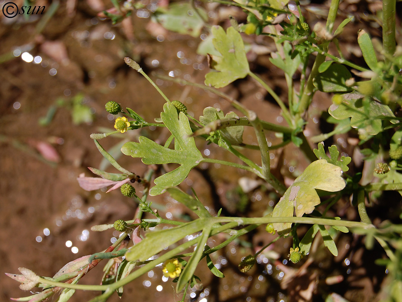 Изображение особи Ranunculus sceleratus.