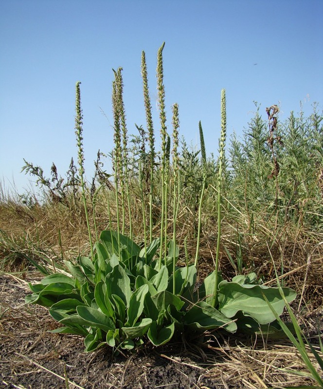 Изображение особи Plantago cornuti.