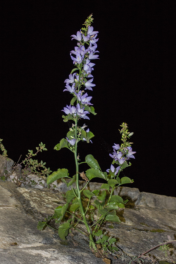 Image of Campanula pyramidalis specimen.