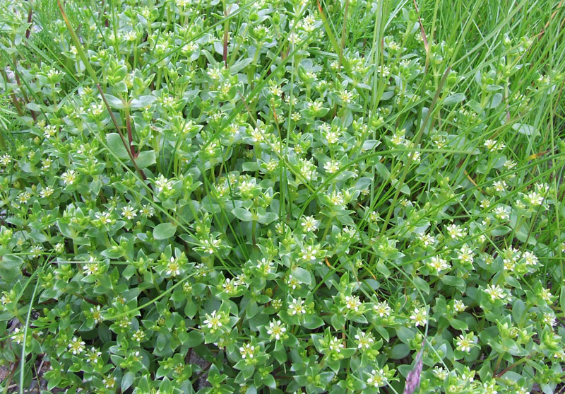 Изображение особи Honckenya peploides ssp. diffusa.