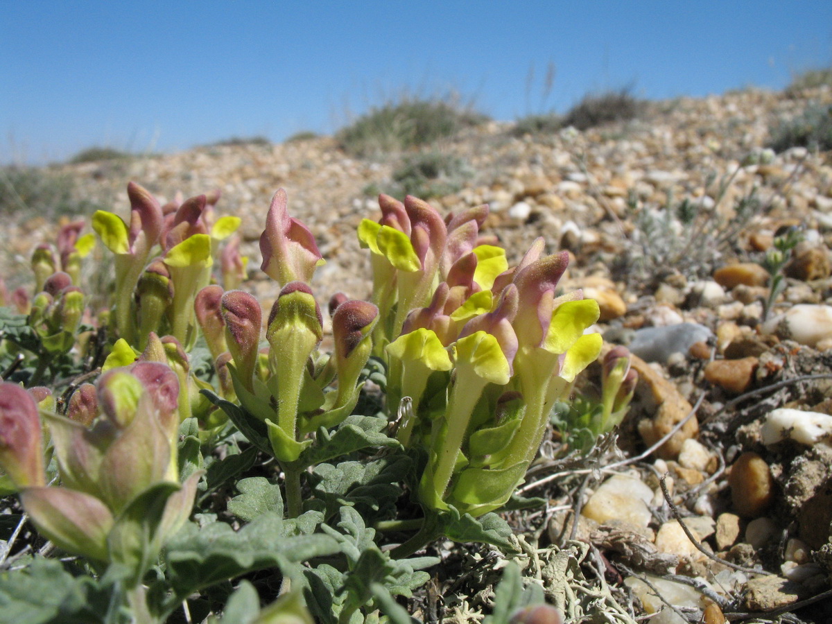 Image of Scutellaria alberti specimen.