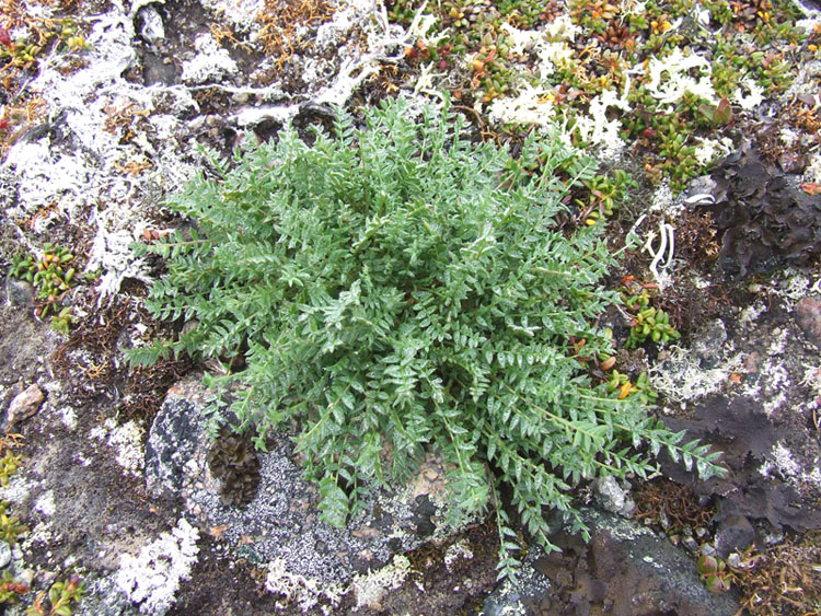 Image of Oxytropis sordida specimen.