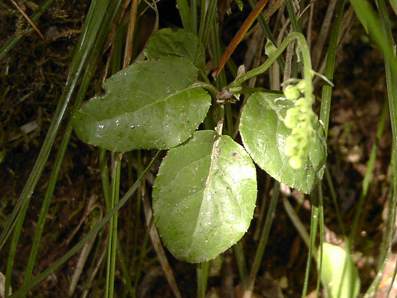 Image of Orthilia obtusata specimen.