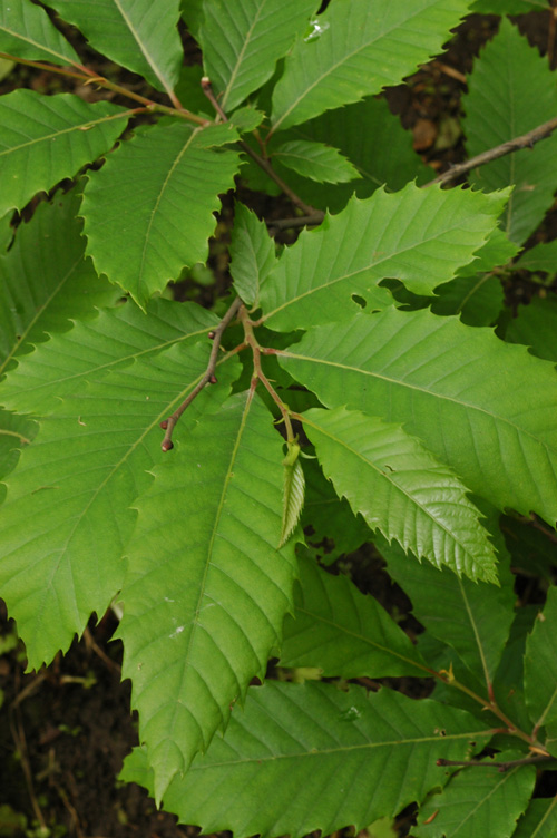 Изображение особи Castanea sativa.