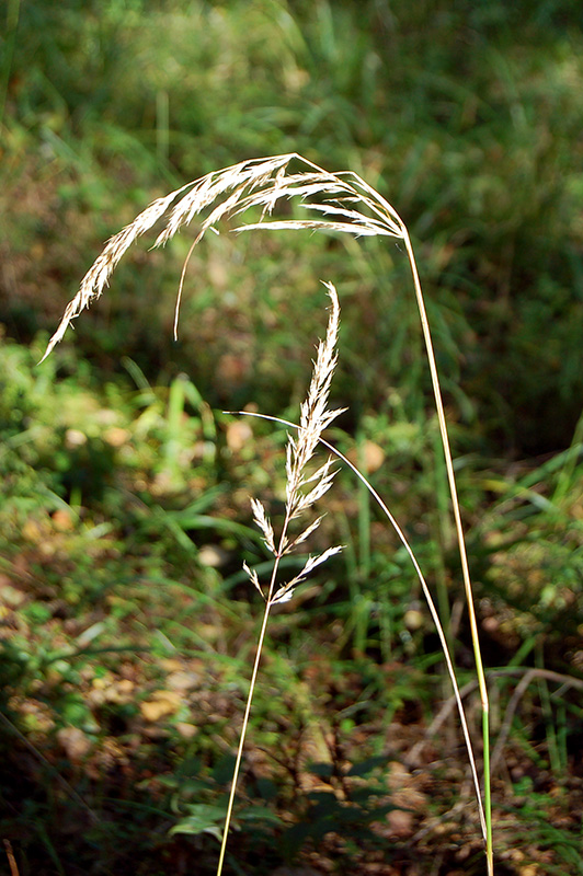 Image of Calamagrostis arundinacea specimen.