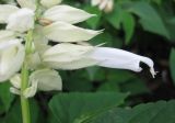 Salvia splendens. Цветок (белоцветковый культивар). С.-Петербург, клумба. 22 сентября 2009 г.