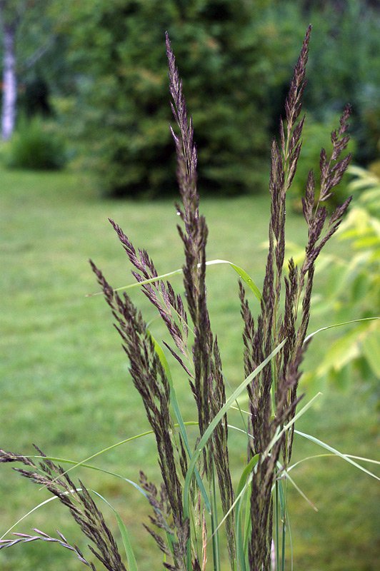 Изображение особи Calamagrostis epigeios.