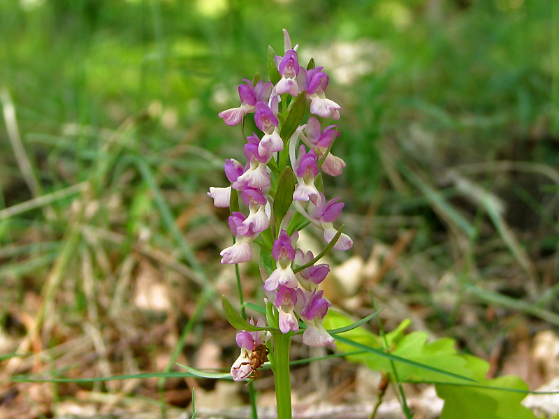 Изображение особи Dactylorhiza romana.