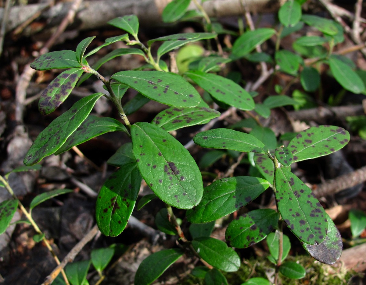 Image of Vaccinium vitis-idaea specimen.