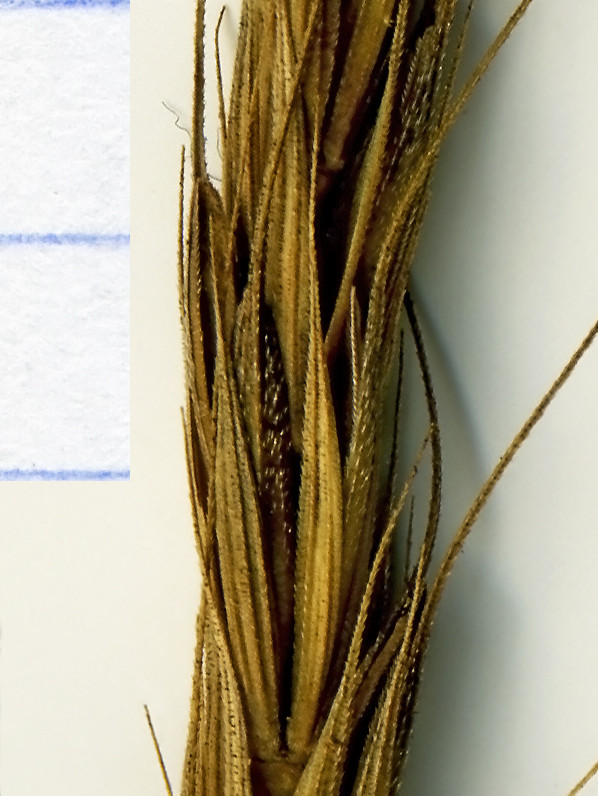 Image of Elymus excelsus specimen.