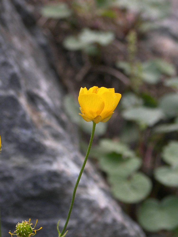 Image of Ranunculus subtilis specimen.