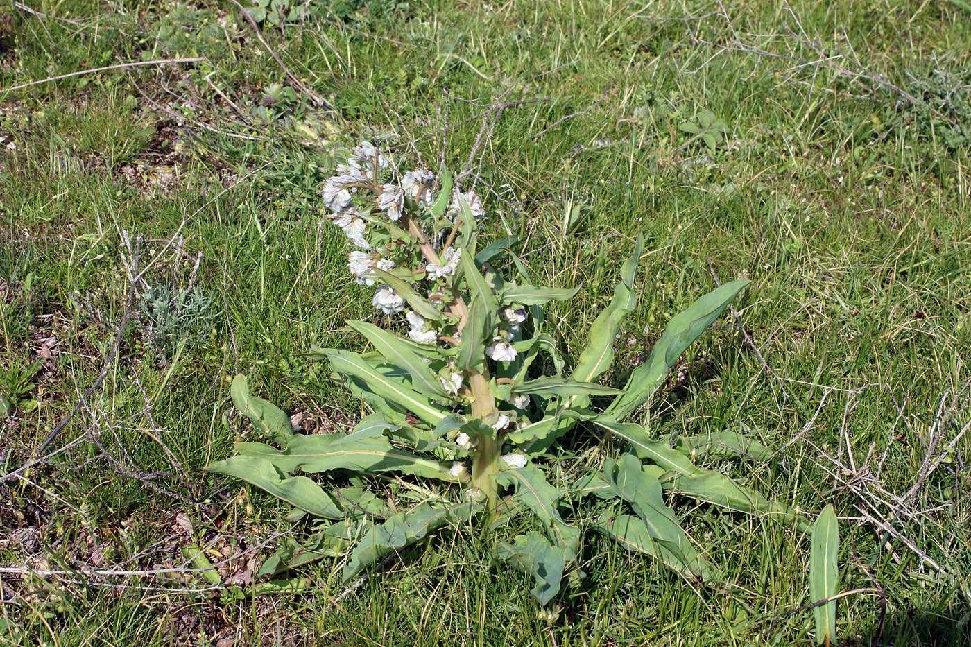 Image of Rindera austroechinata specimen.