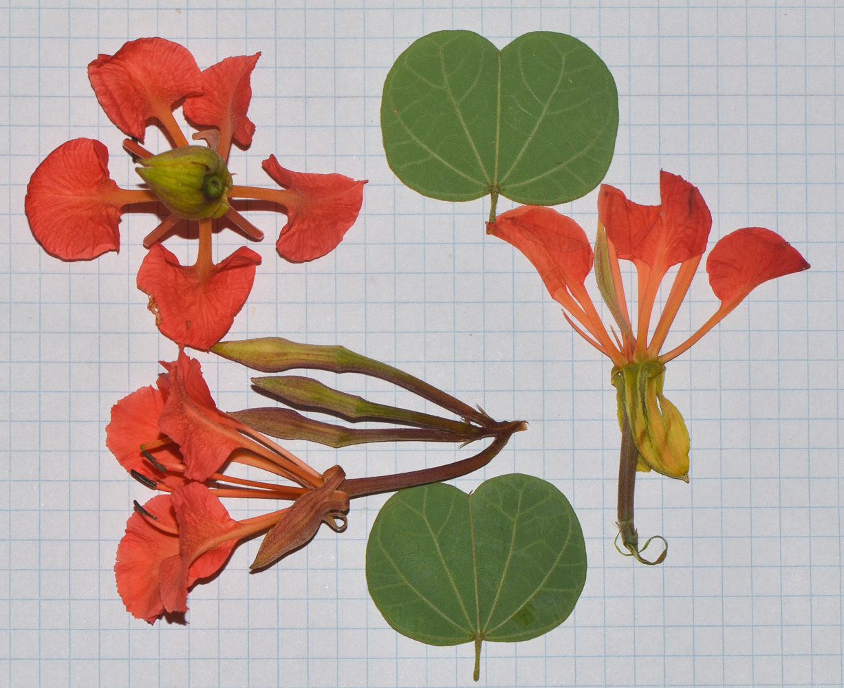 Image of Bauhinia galpinii specimen.