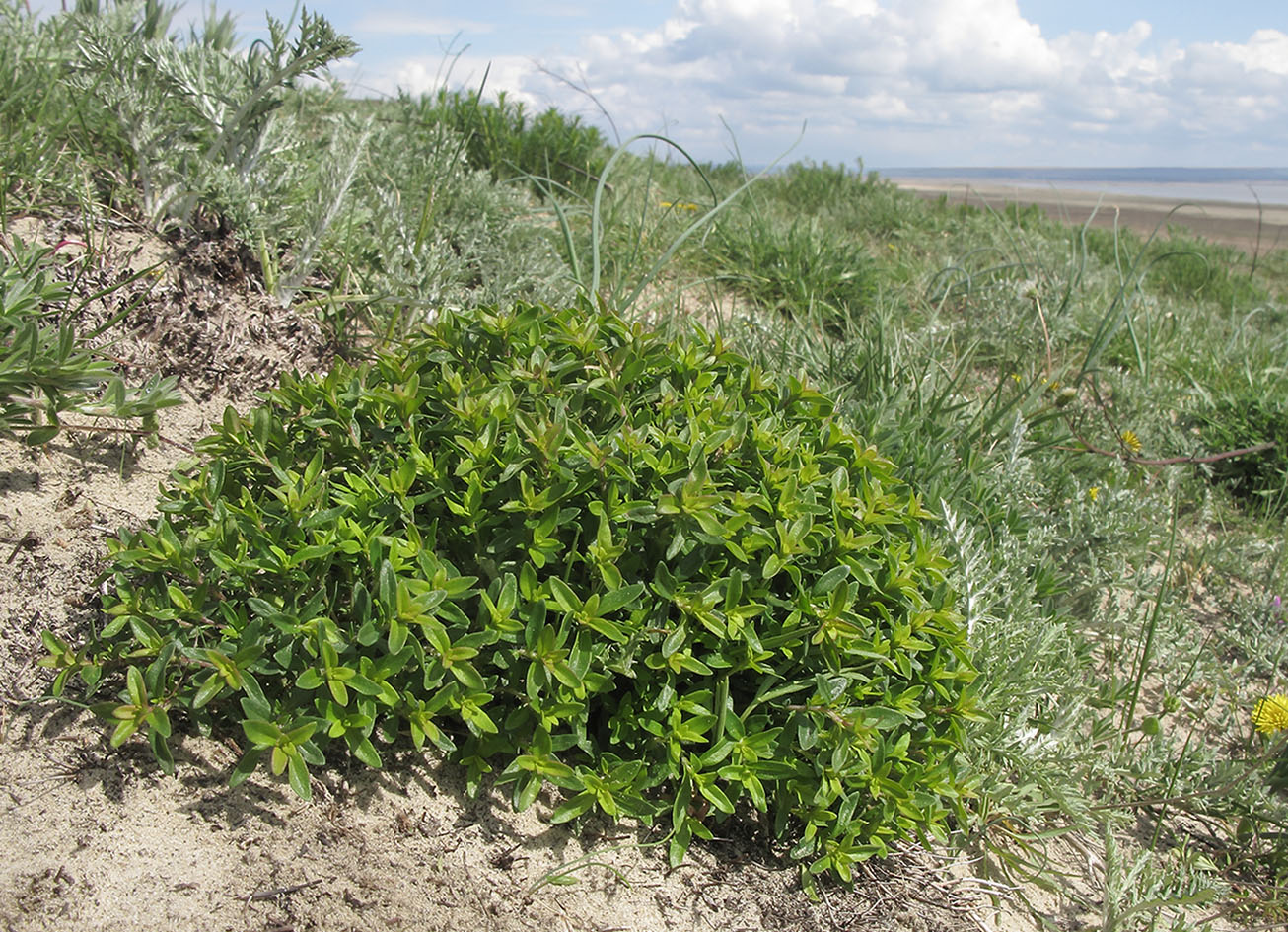 Image of Thymus marschallianus specimen.