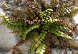 Asplenium trichomanes. Растение на каменной стене. Франция, Приморские Альпы, Гурдон. 22.07.2014.