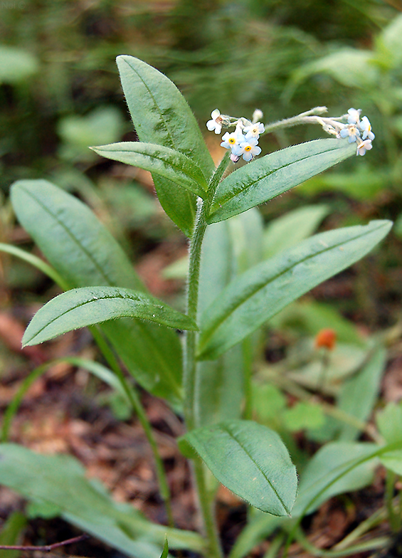 Изображение особи Myosotis krylovii.