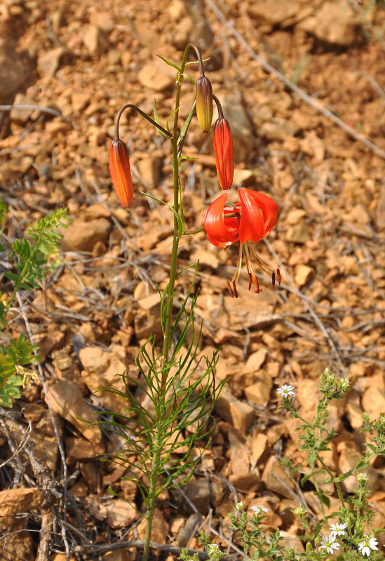 Изображение особи Lilium pumilum.