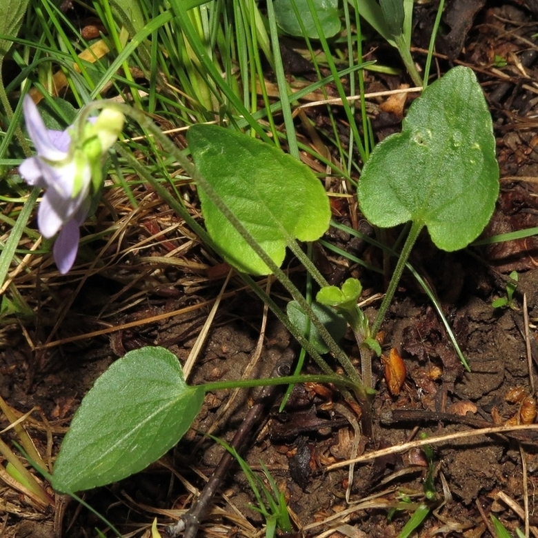 Image of Viola rupestris specimen.