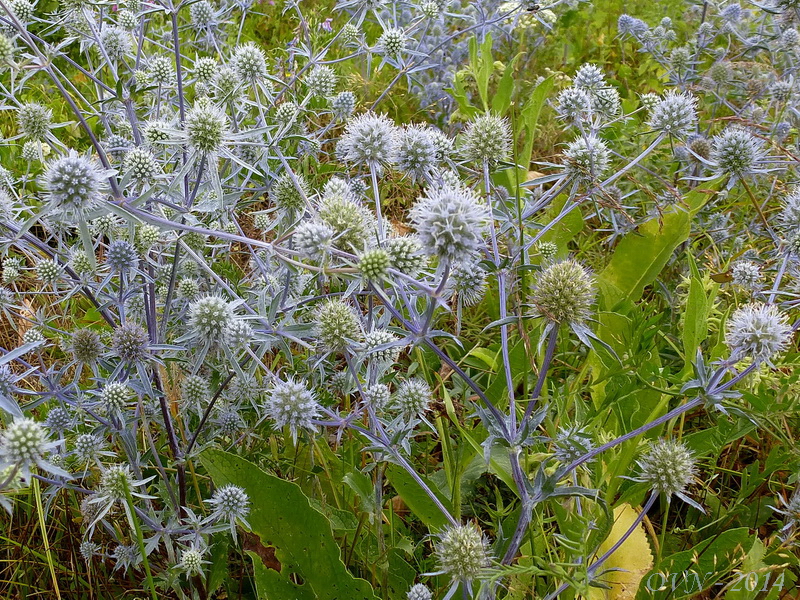 Изображение особи Eryngium planum.