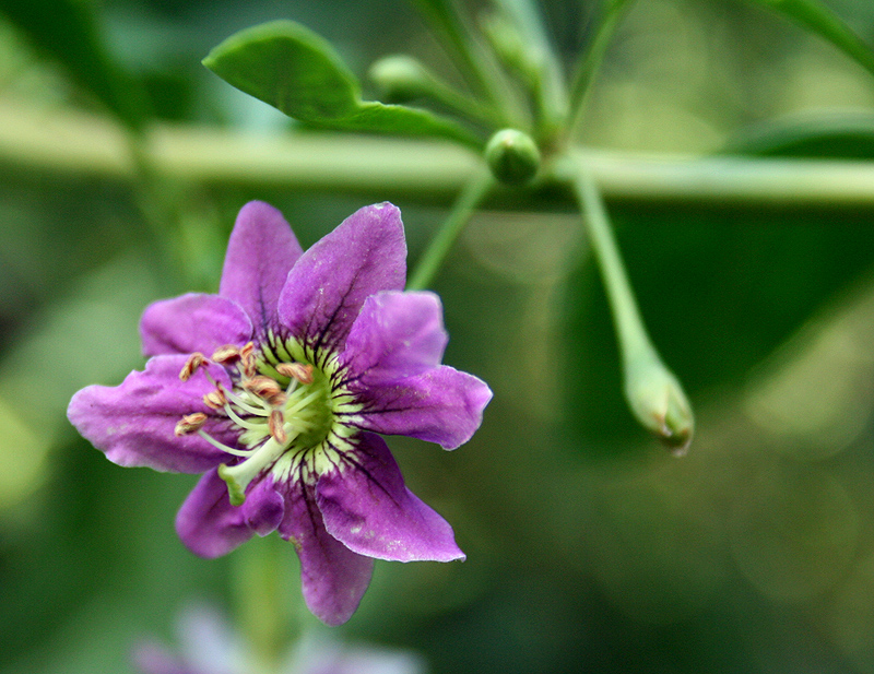 Изображение особи Lycium barbarum.