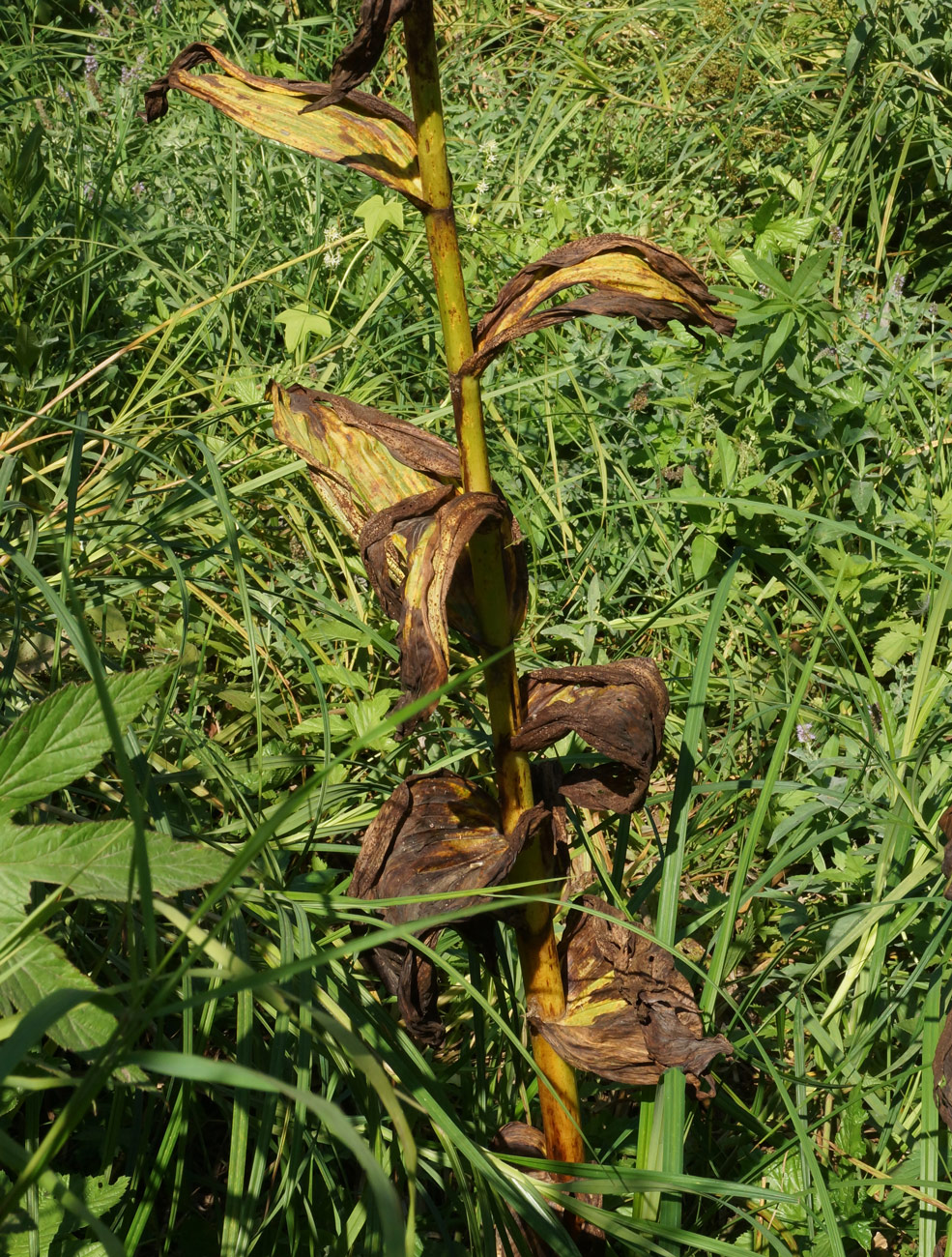 Изображение особи Veratrum lobelianum.