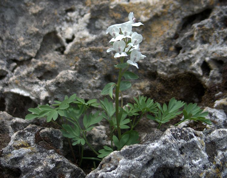 Изображение особи Corydalis malkensis.