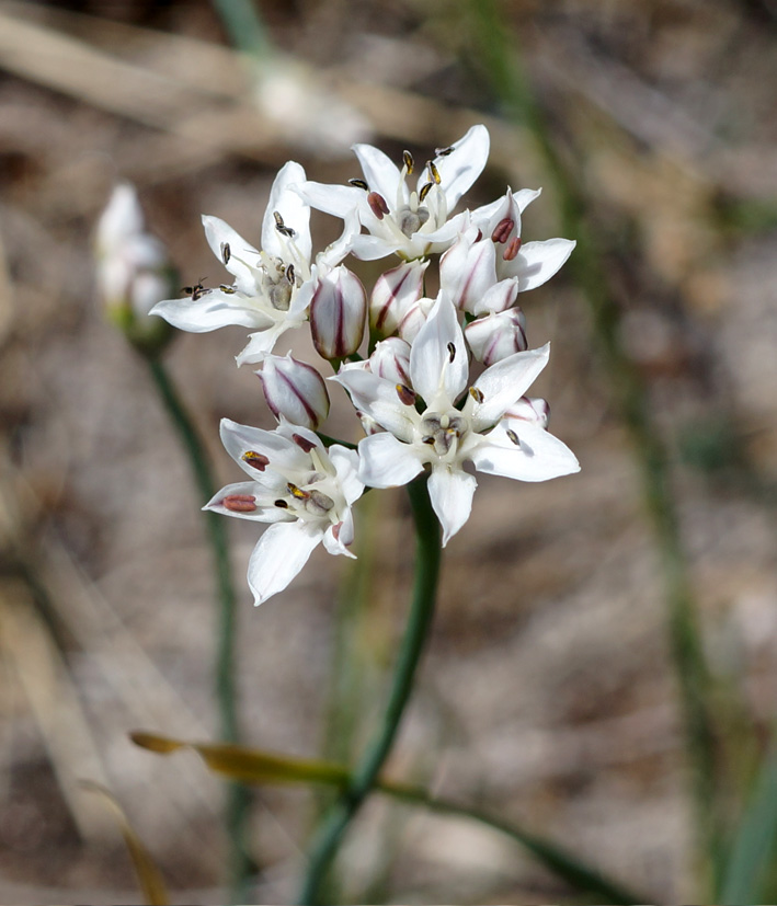 Image of Allium ramosum specimen.