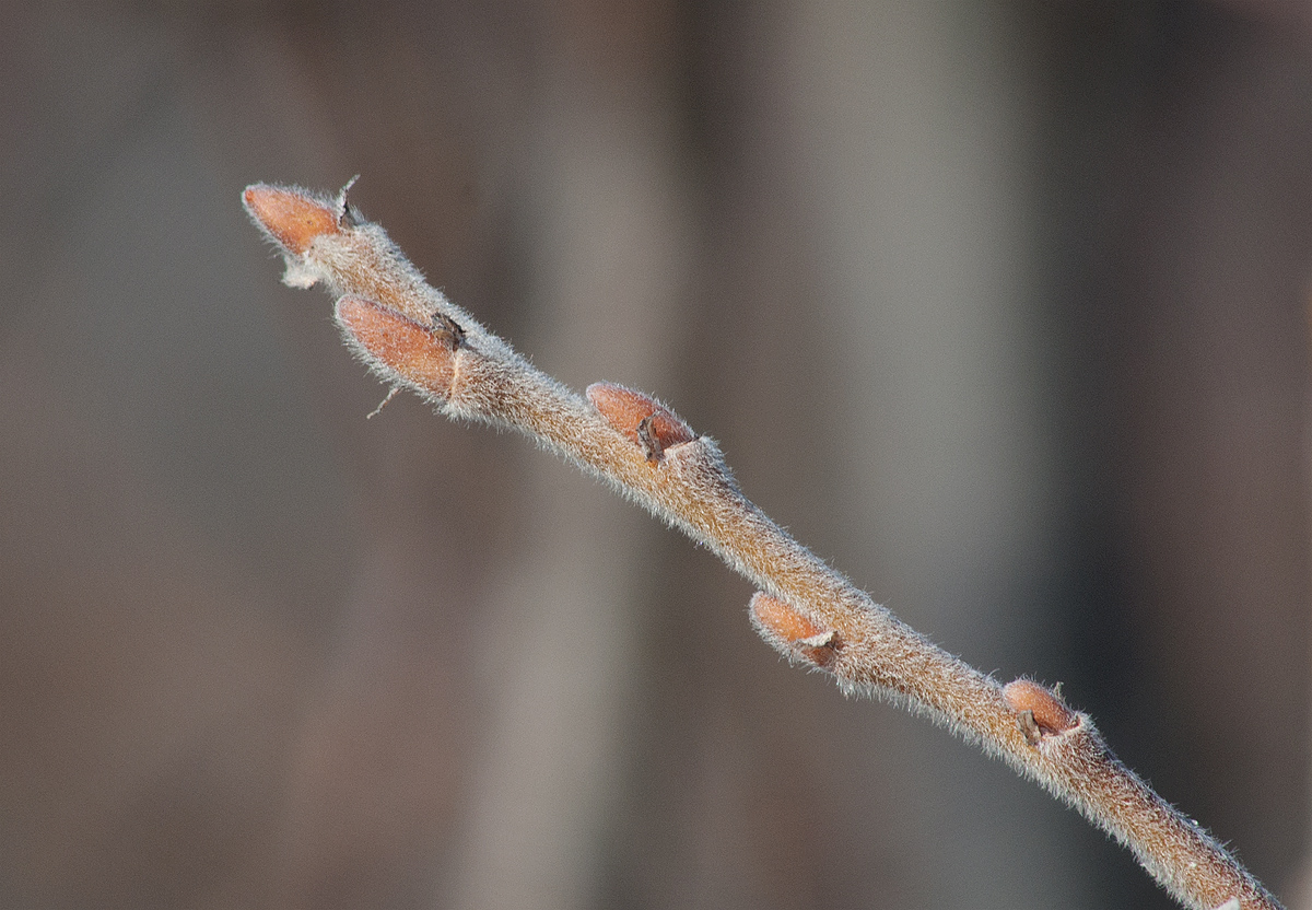 Image of Salix borealis specimen.