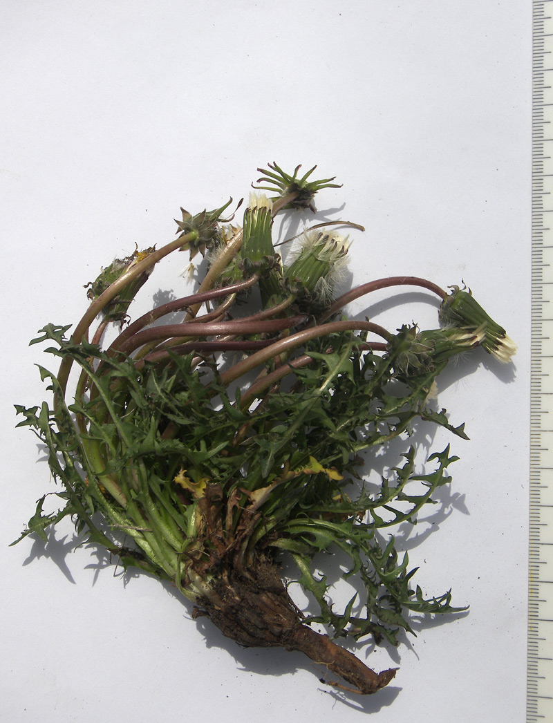 Image of Taraxacum erythrospermum specimen.