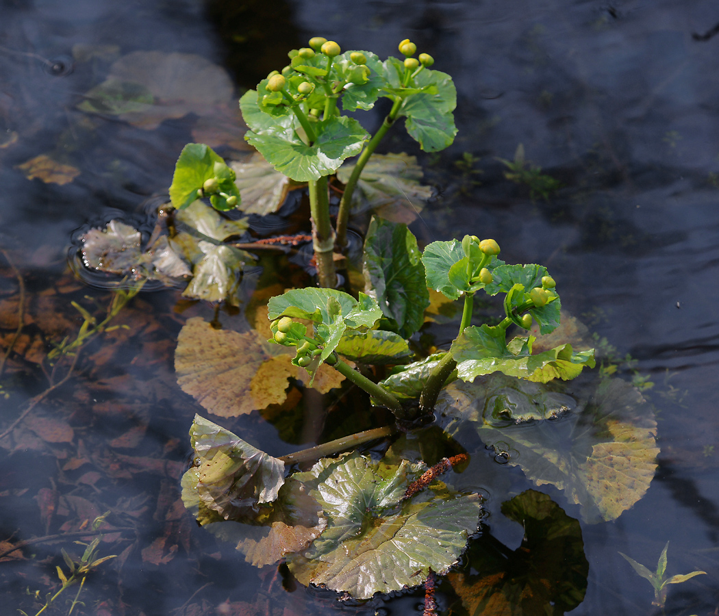 Изображение особи Caltha palustris.