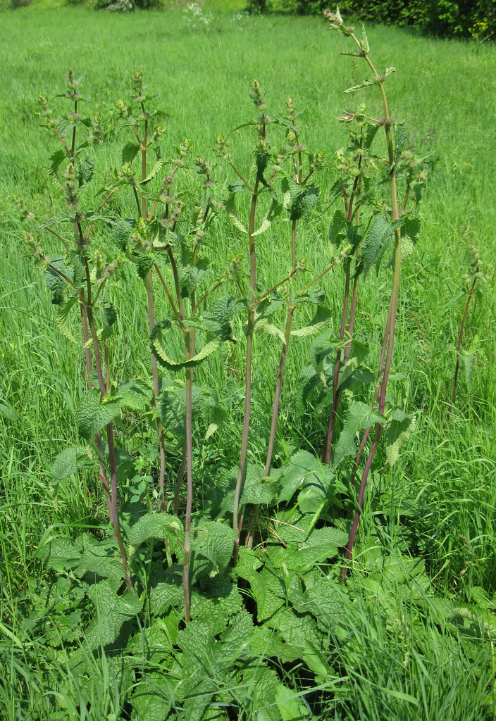 Image of Phlomoides tuberosa specimen.