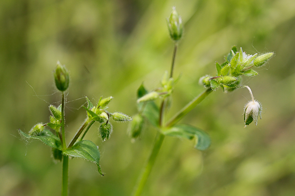 Image of Stellaria media specimen.