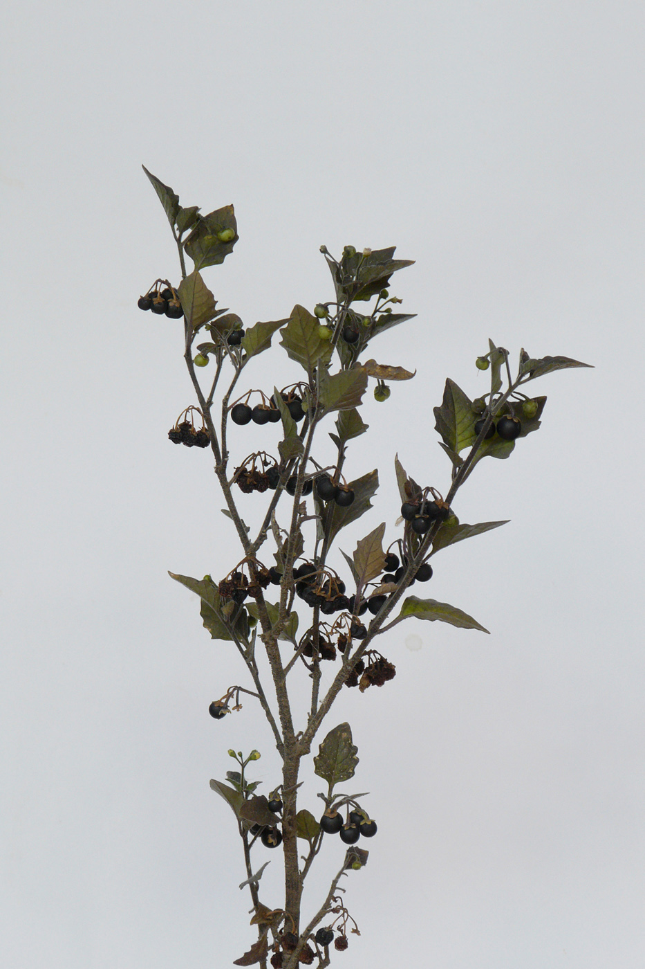 Image of Solanum nigrum specimen.