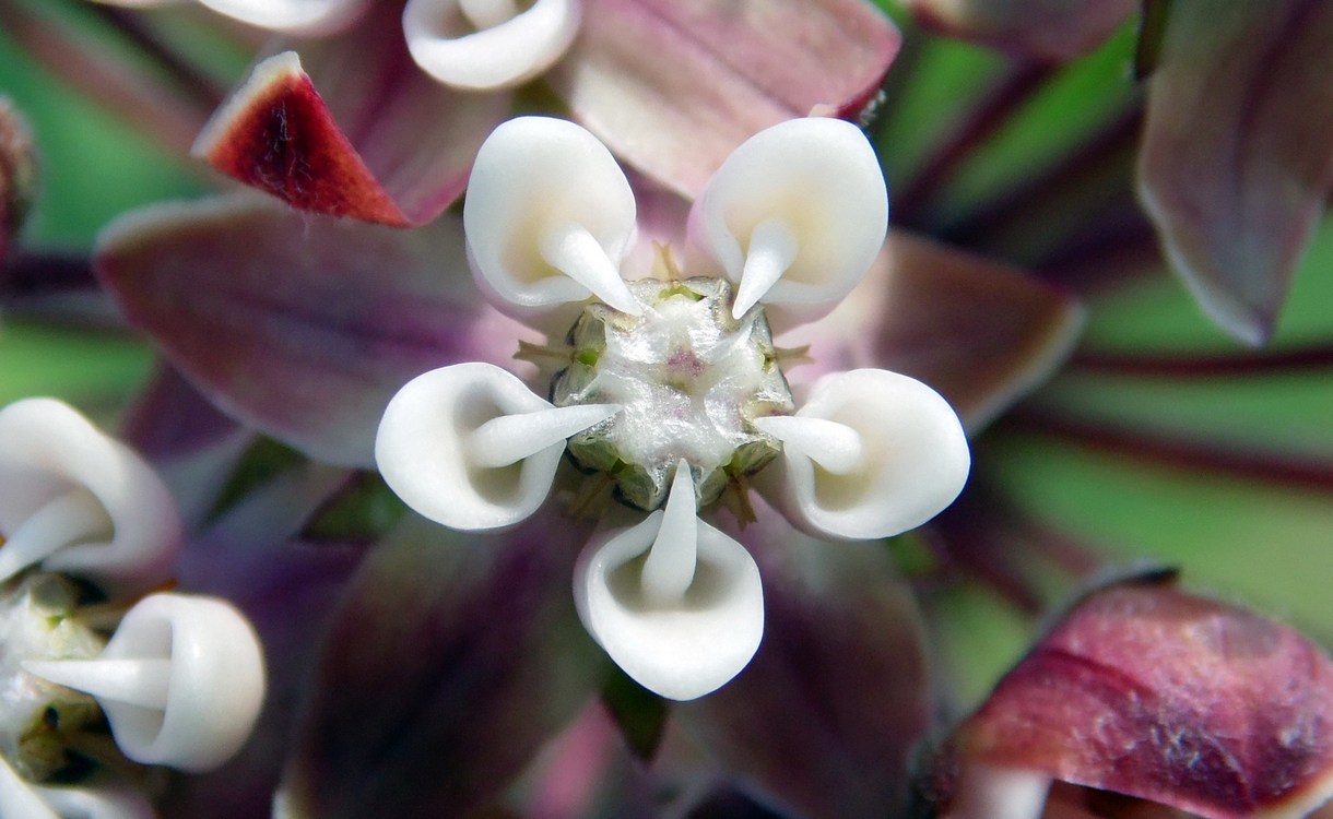 Image of Asclepias syriaca specimen.