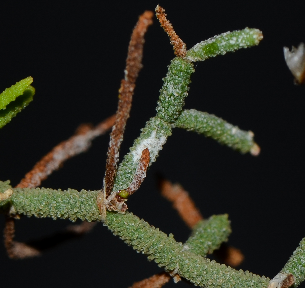 Изображение особи Limonium papillatum.