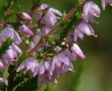 Calluna vulgaris. Цветки. Ленинградская обл., окр. пос. Рощино. 24.07.2009.