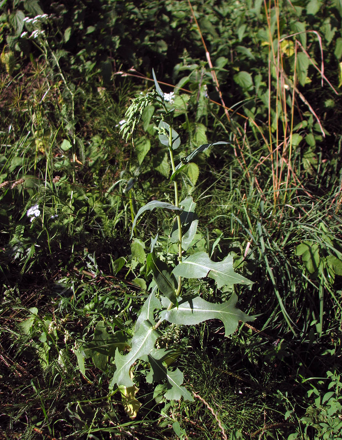 Image of Lactuca serriola specimen.