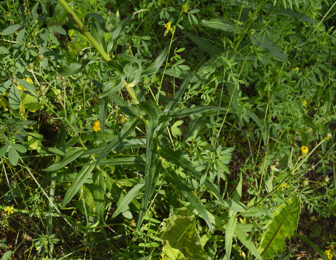 Image of Hieracium umbellatum specimen.