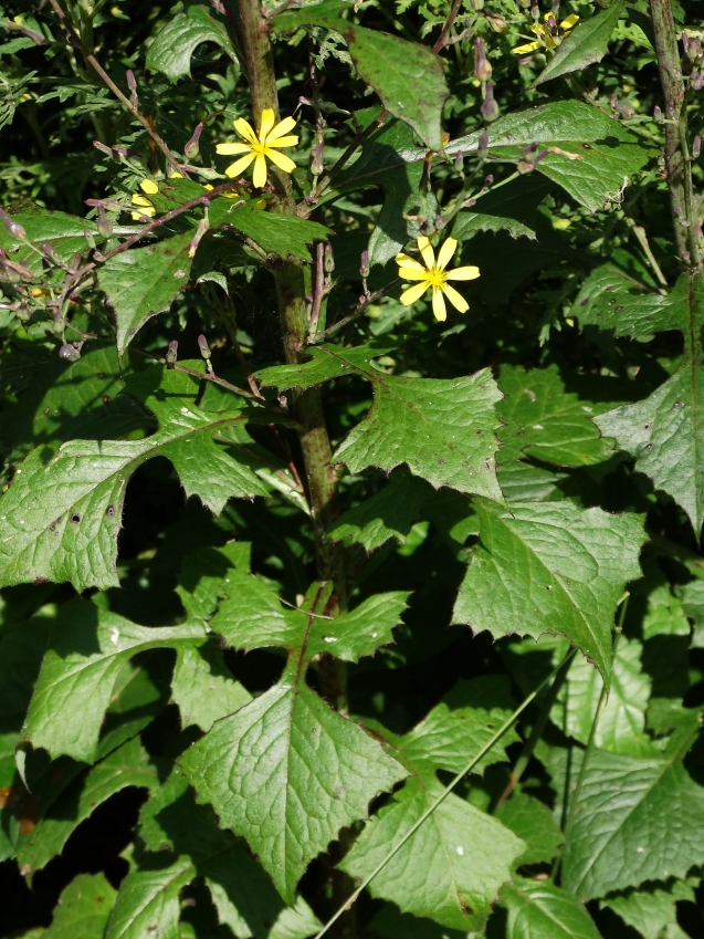 Image of Lactuca raddeana specimen.