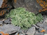 Rosularia platyphylla