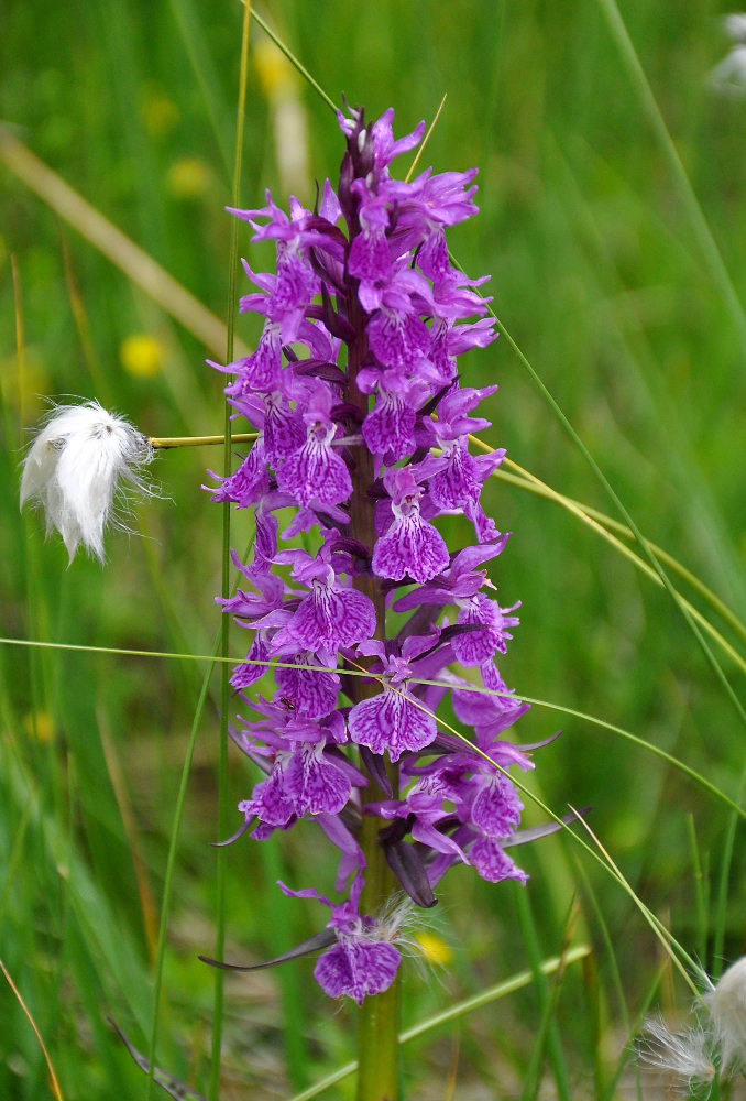 Image of Dactylorhiza euxina specimen.