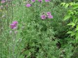 Centaurea scabiosa. Верхушки цветущих растений. Иркутская обл., окр. Иркутска. 02.07.2016.