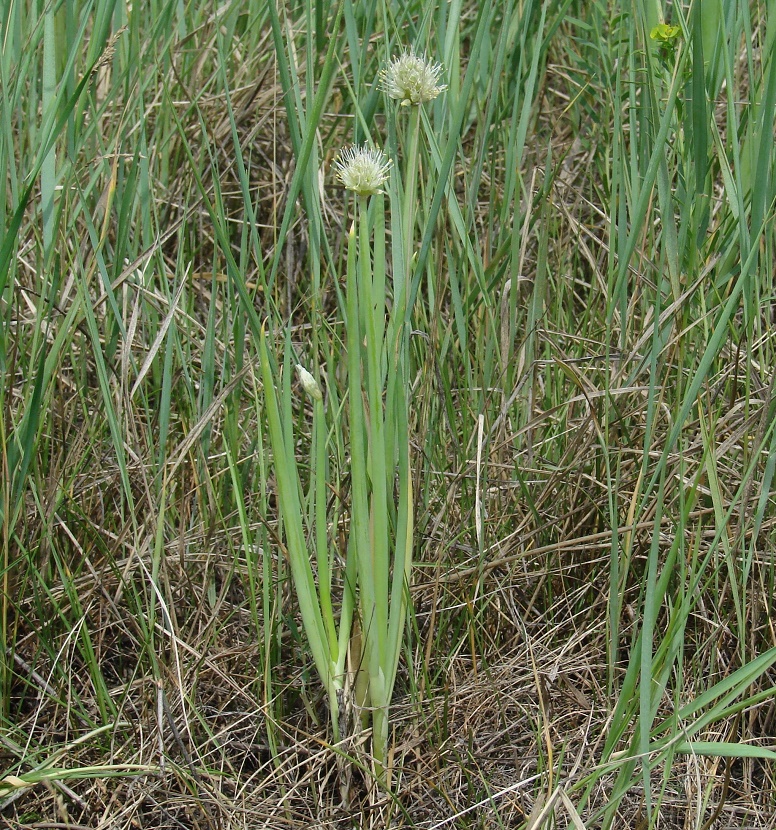 Image of Allium fistulosum specimen.