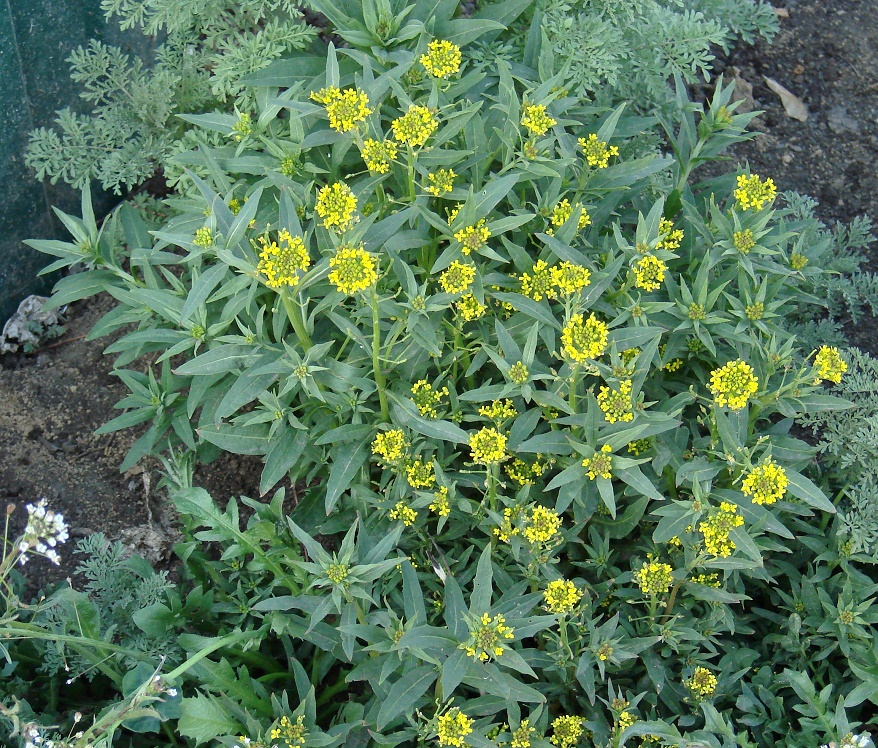 Image of Erysimum cheiranthoides specimen.