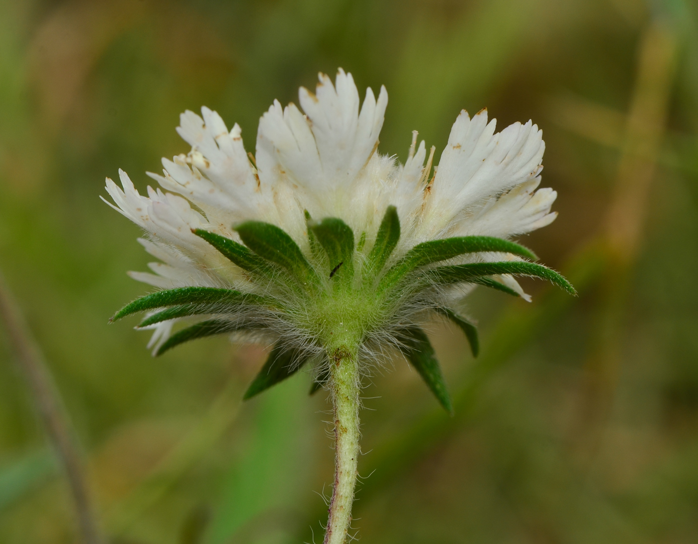 Image of Lomelosia palaestina specimen.