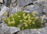 Saxifraga moschata