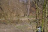 View full-size image Crataegus submollis